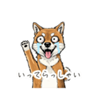 雑な目見開き柴犬（個別スタンプ：8）
