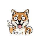 雑な目見開き柴犬（個別スタンプ：11）