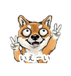 雑な目見開き柴犬（個別スタンプ：12）