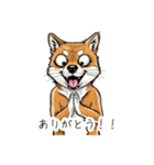 雑な目見開き柴犬（個別スタンプ：13）