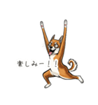 雑な目見開き柴犬（個別スタンプ：14）