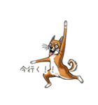 雑な目見開き柴犬（個別スタンプ：15）