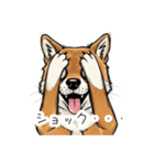 雑な目見開き柴犬（個別スタンプ：16）