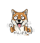 雑な目見開き柴犬（個別スタンプ：17）