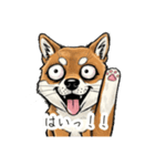 雑な目見開き柴犬（個別スタンプ：18）