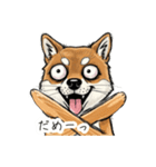 雑な目見開き柴犬（個別スタンプ：20）