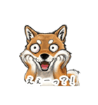 雑な目見開き柴犬（個別スタンプ：23）