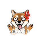 雑な目見開き柴犬（個別スタンプ：24）