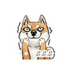 雑な目見開き柴犬（個別スタンプ：25）