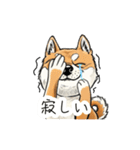 雑な目見開き柴犬（個別スタンプ：28）