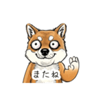 雑な目見開き柴犬（個別スタンプ：29）