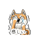 雑な目見開き柴犬（個別スタンプ：30）