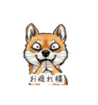 雑な目見開き柴犬（個別スタンプ：31）