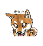雑な目見開き柴犬（個別スタンプ：32）