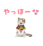でか文字★ラグドール子猫の夏（個別スタンプ：2）