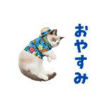 でか文字★ラグドール子猫の夏（個別スタンプ：5）