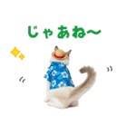 でか文字★ラグドール子猫の夏（個別スタンプ：6）