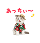 でか文字★ラグドール子猫の夏（個別スタンプ：10）