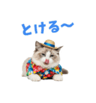 でか文字★ラグドール子猫の夏（個別スタンプ：11）