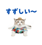でか文字★ラグドール子猫の夏（個別スタンプ：12）