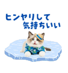 でか文字★ラグドール子猫の夏（個別スタンプ：13）