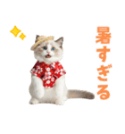 でか文字★ラグドール子猫の夏（個別スタンプ：14）