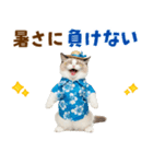 でか文字★ラグドール子猫の夏（個別スタンプ：15）