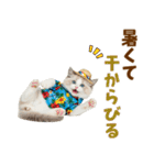 でか文字★ラグドール子猫の夏（個別スタンプ：16）
