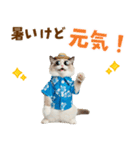 でか文字★ラグドール子猫の夏（個別スタンプ：17）