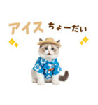 でか文字★ラグドール子猫の夏（個別スタンプ：20）