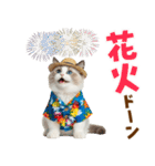 でか文字★ラグドール子猫の夏（個別スタンプ：29）