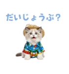 でか文字★ラグドール子猫の夏（個別スタンプ：36）