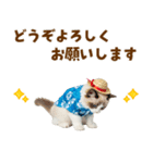 でか文字★ラグドール子猫の夏（個別スタンプ：38）