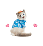 でか文字★ラグドール子猫の夏（個別スタンプ：40）