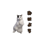 動く！踊る猫ミーム(パート27)（個別スタンプ：1）