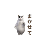 動く！踊る猫ミーム(パート27)（個別スタンプ：3）