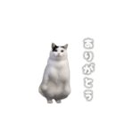 動く！踊る猫ミーム(パート27)（個別スタンプ：4）