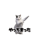 動く！踊る猫ミーム(パート27)（個別スタンプ：6）