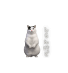 動く！踊る猫ミーム(パート27)（個別スタンプ：9）