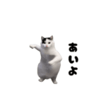 動く！踊る猫ミーム(パート27)（個別スタンプ：10）
