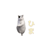 動く！踊る猫ミーム(パート27)（個別スタンプ：11）