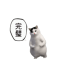 動く！踊る猫ミーム(パート27)（個別スタンプ：13）