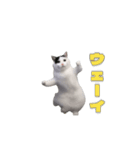 動く！踊る猫ミーム(パート27)（個別スタンプ：14）