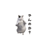 動く！踊る猫ミーム(パート27)（個別スタンプ：17）
