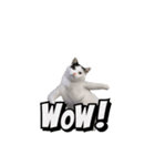 動く！踊る猫ミーム(パート27)（個別スタンプ：20）