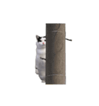 動く！踊る猫ミーム(パート27)（個別スタンプ：22）