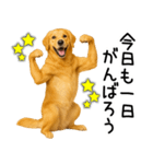 ゴールデンレトリバー☆ポジティブ即返信（個別スタンプ：1）