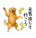 ゴールデンレトリバー☆ポジティブ即返信（個別スタンプ：2）
