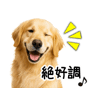 ゴールデンレトリバー☆ポジティブ即返信（個別スタンプ：3）