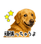 ゴールデンレトリバー☆ポジティブ即返信（個別スタンプ：4）
